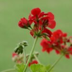 Gerani potati con foglie verdi e fiori colorati, simbolo di fioritura continua.