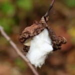 Batuffolo di cotone imbevuto di alcool per rimuovere cocciniglie dalle piante.