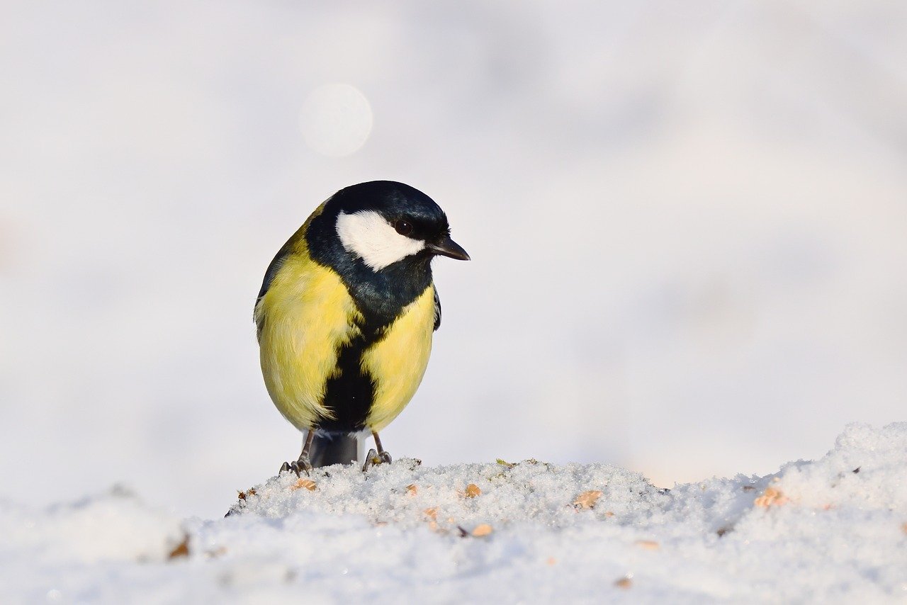 Uccellini che si nutrono da un mangiatoio durante una giornata fredda d'inverno.