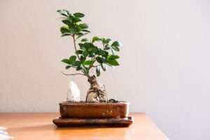 Bonsai di ficus ginseng con foglie verdi, posizionato su un tavolo, in ambiente luminoso.