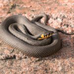 Serpente verde che si snoda tra le piante di un giardino, simbolo di natura e mistero.