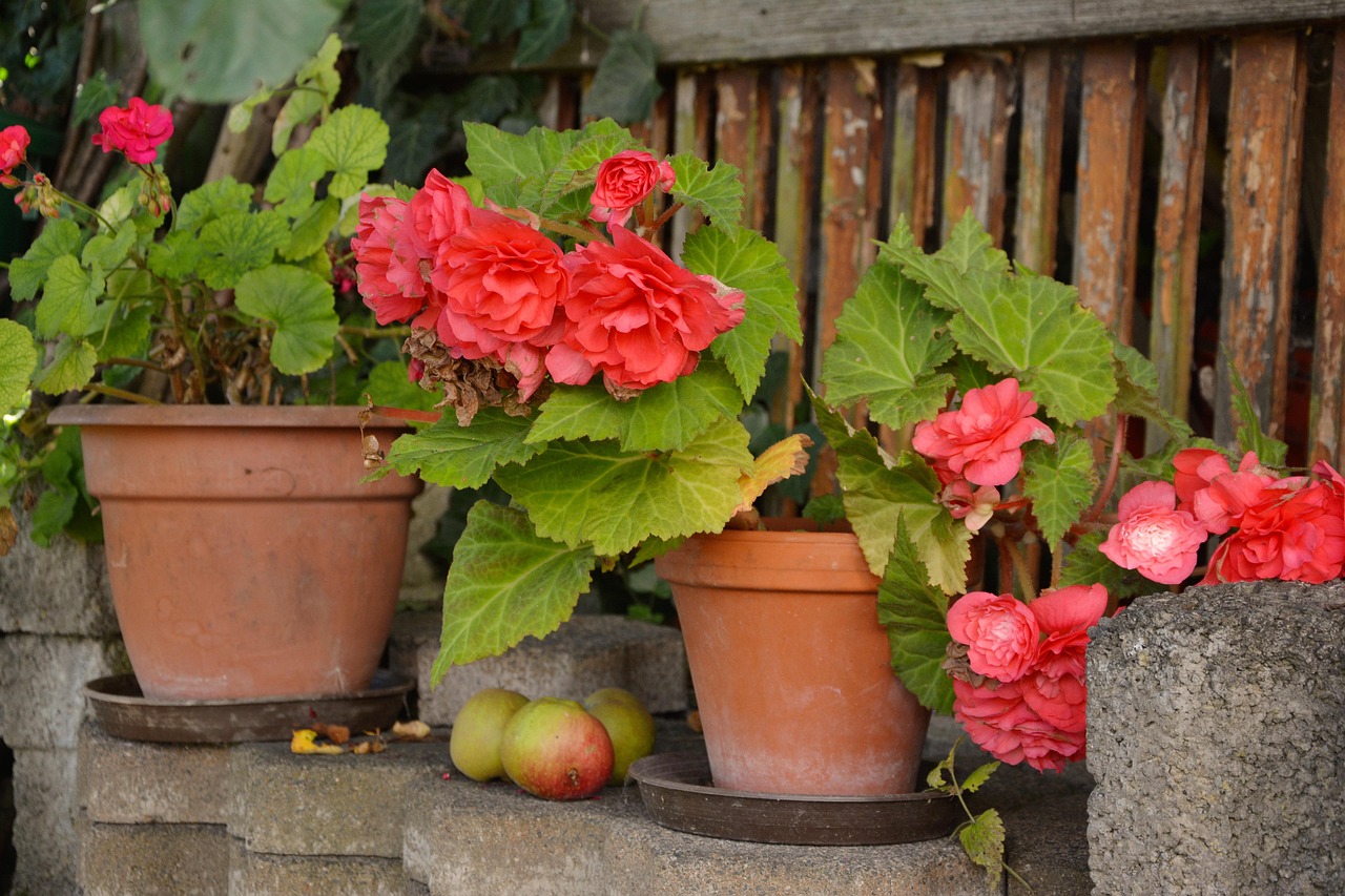 Begonia con foglie gialle, segnale di stress o malattia della pianta.