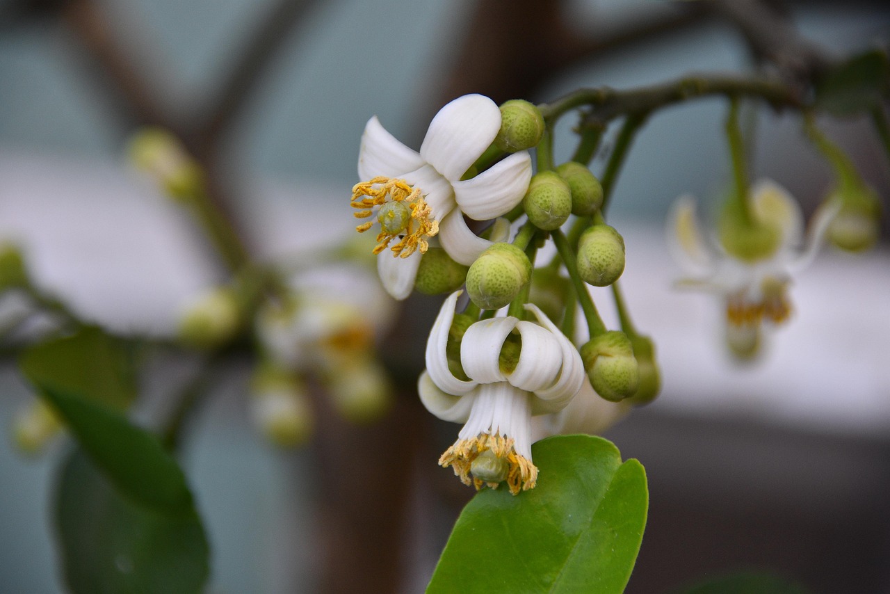Limone in fiore con foglie verdi, simbolo di problemi nella fruttificazione.