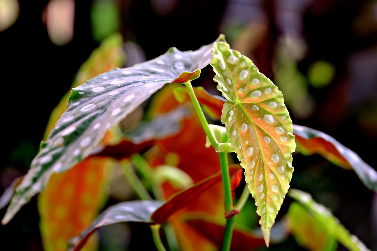 Foglie a pois della Begonia maculata, pianta ornamentale trendy e affascinante.
