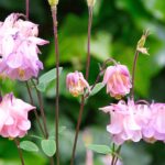 Aiuola fiorita con diverse piante colorate, ideale per un giardino sempre rigoglioso.