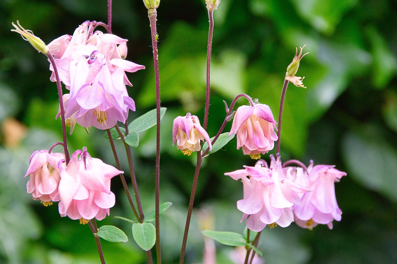 Aiuola fiorita con diverse piante colorate, ideale per un giardino sempre rigoglioso.