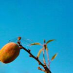 Mani che piantano fiori selvatici per sostenere insetti e uccelli nel loro habitat naturale.