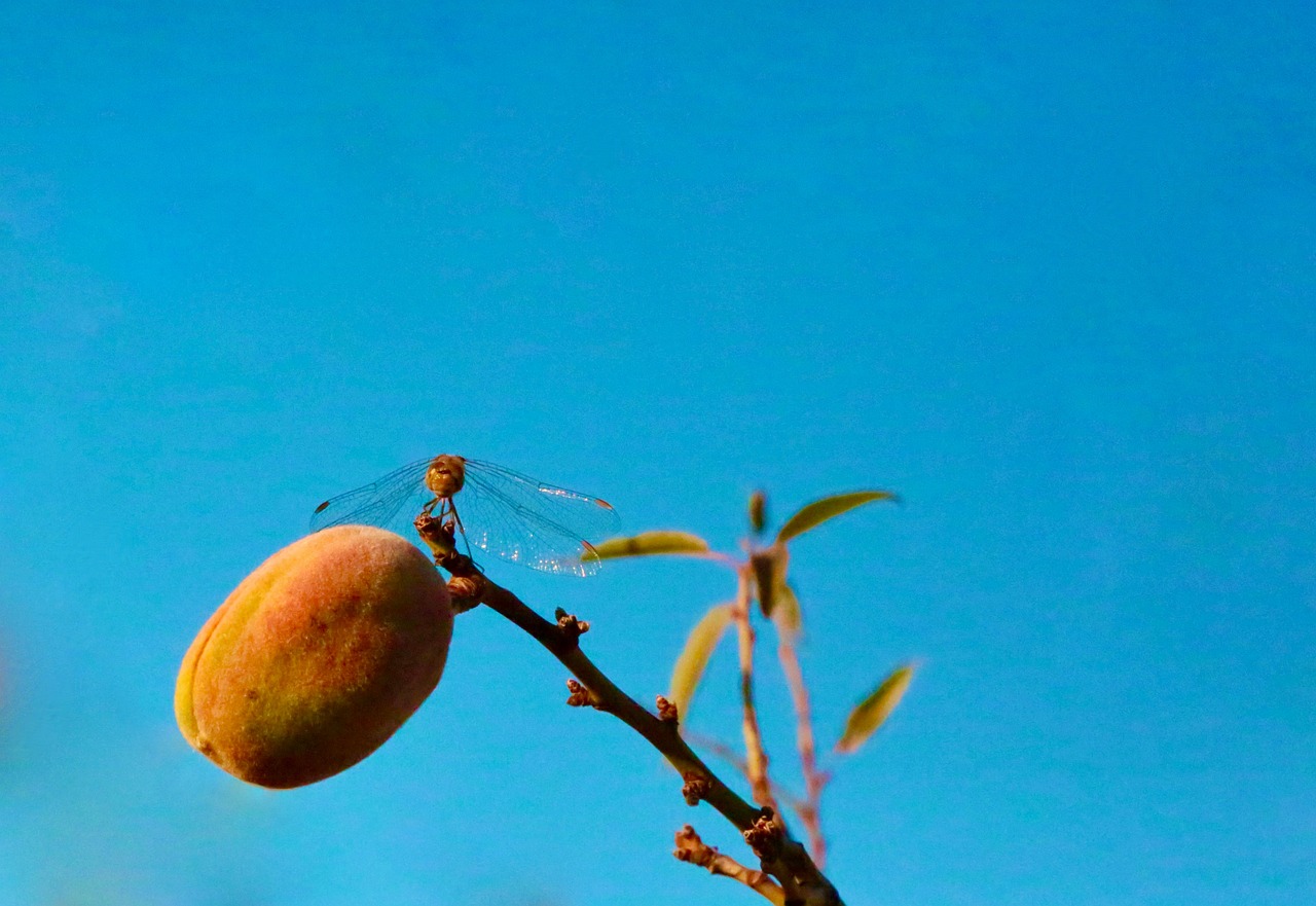 Mani che piantano fiori selvatici per sostenere insetti e uccelli nel loro habitat naturale.