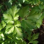 Prezzemolo e piante incompatibili in un giardino, evidenziando le scelte sbagliate.