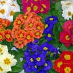 Fiori di primavera colorati in un giardino, pronti per essere piantati per una stagione vibrante.