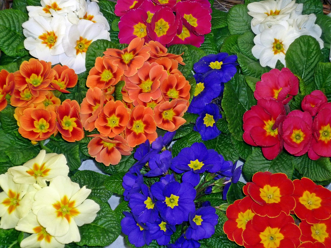 Fiori di primavera colorati in un giardino, pronti per essere piantati per una stagione vibrante.