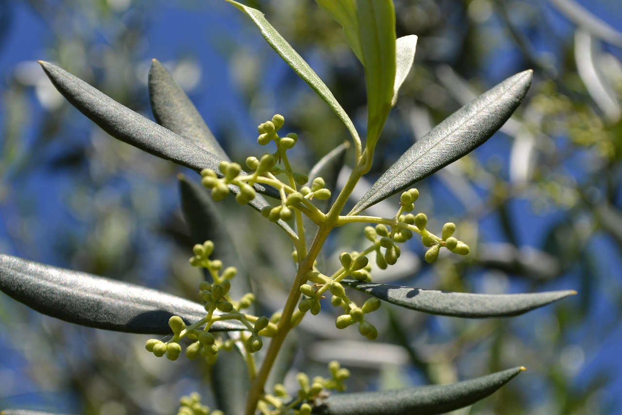 Ulivo in fase di crescita, con foglie verdi e fiori in bocciolo, rappresenta la cura per una fioritura abbondante.