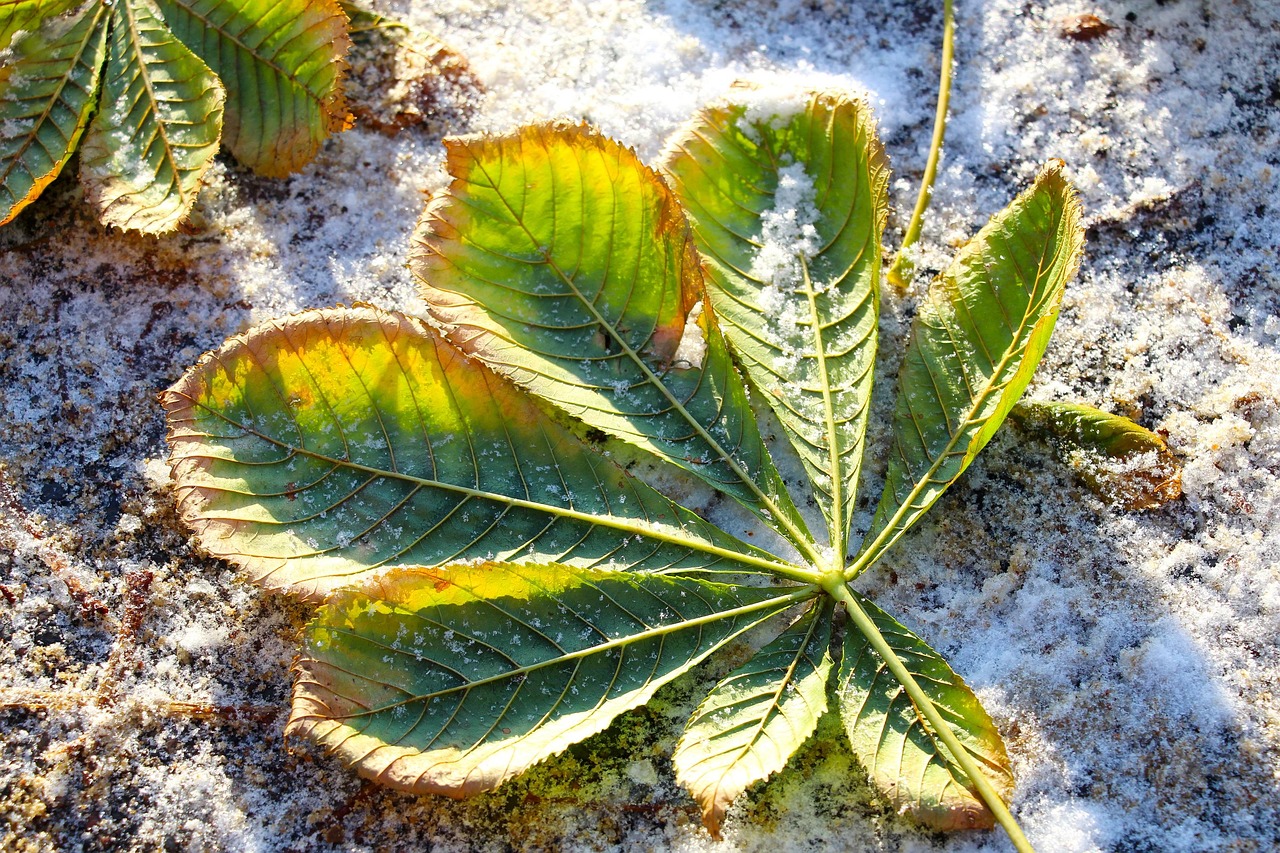Piante ingiallite in inverno, evidenziando la mancanza di luce e nutrienti essenziali.