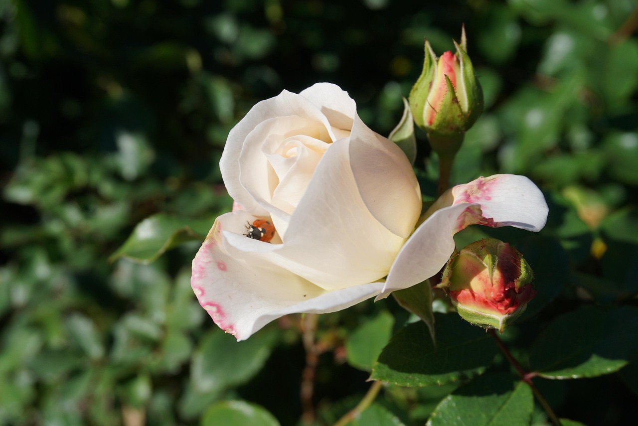 Rosa infestata da parassiti, con rimedi naturali in evidenza per la cura delle piante.