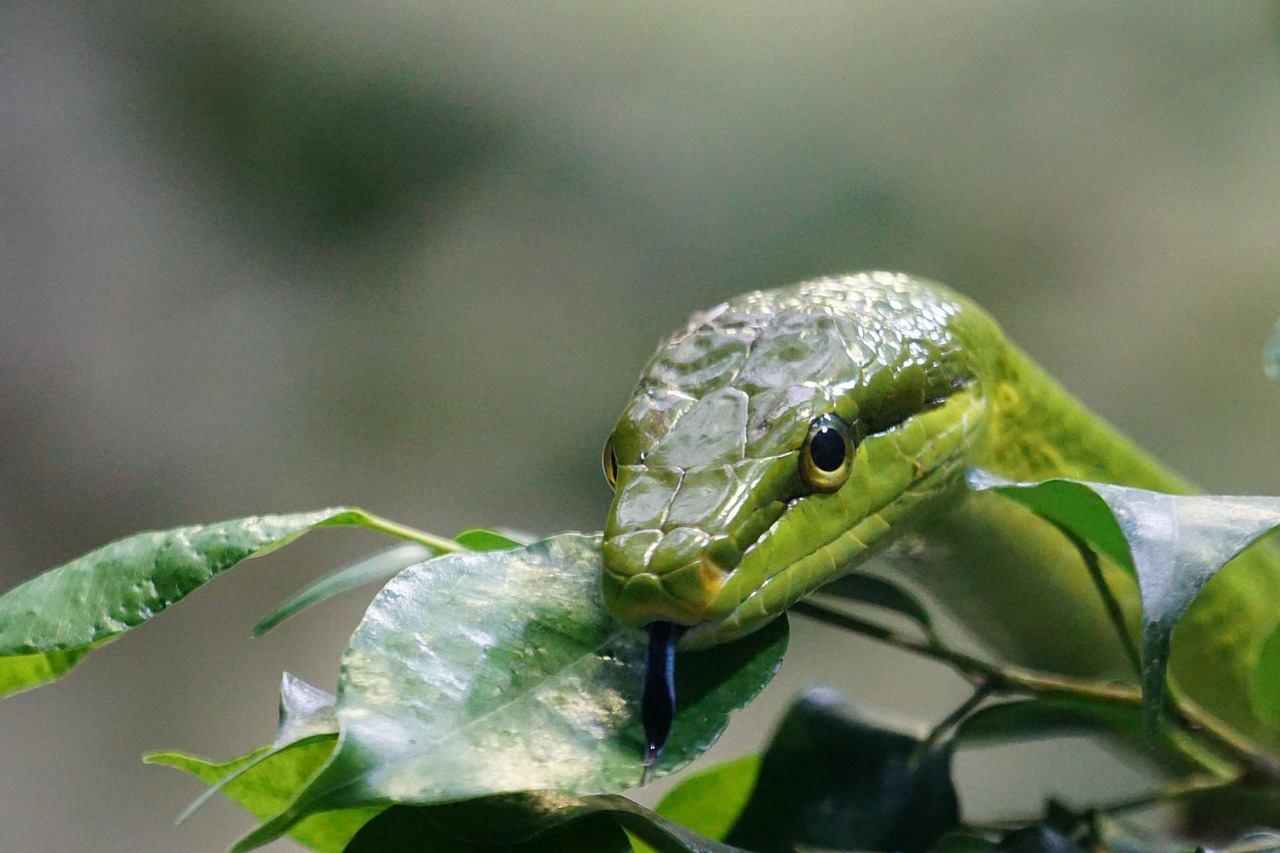 Alberi da frutto nel giardino, evidenziando quelli da evitare per non attrarre serpenti.