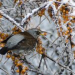 Uccellini in un paesaggio invernale, simbolo della loro migrazione e scomparsa stagionale.