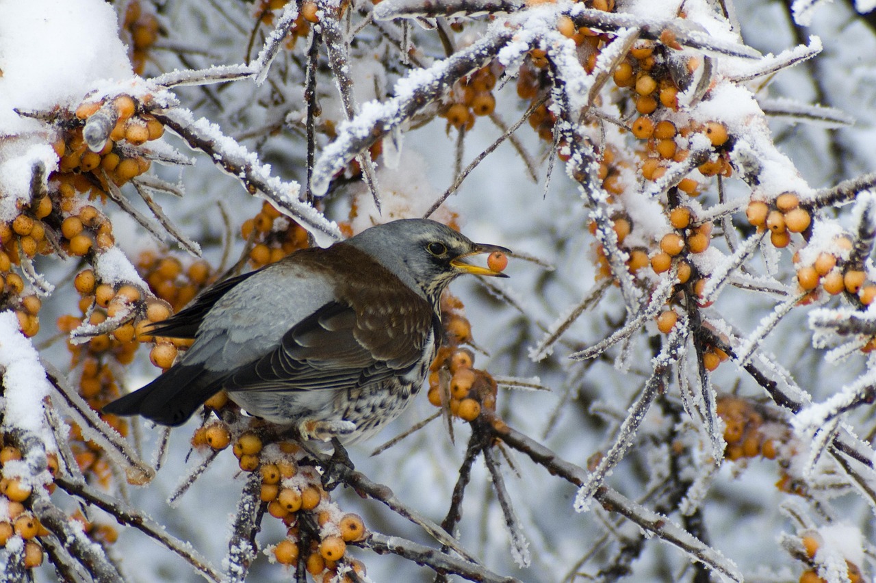 Uccellini che si nutrono di semi in un giardino innevato durante l'inverno.