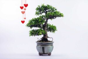 Ecco come prendersi cura di un bonsai: i 3 segreti per mantenerlo sano e bello
