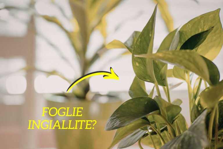Ecco come curare le foglie ingiallite delle tue piante da interno: i rimedi più efficaci