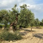 Giardiniere mentre pota un olivo, mostrando tecniche per una potatura efficace.