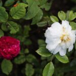 Immagine di rose rampicanti infette da macchia nera, con un infuso di aglio in primo piano per la cura.
