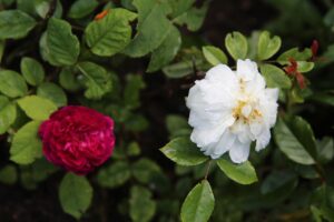 Immagine di rose rampicanti infette da macchia nera, con un infuso di aglio in primo piano per la cura.