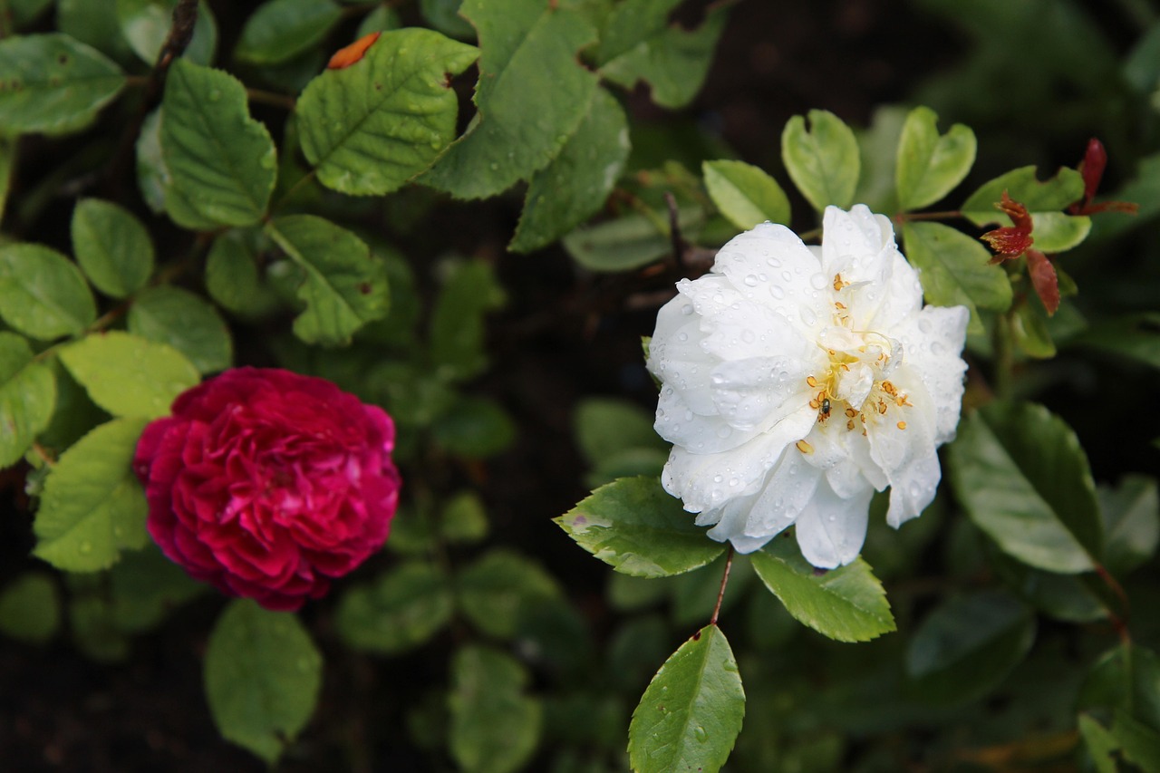Immagine di rose rampicanti infette da macchia nera, con un infuso di aglio in primo piano per la cura.