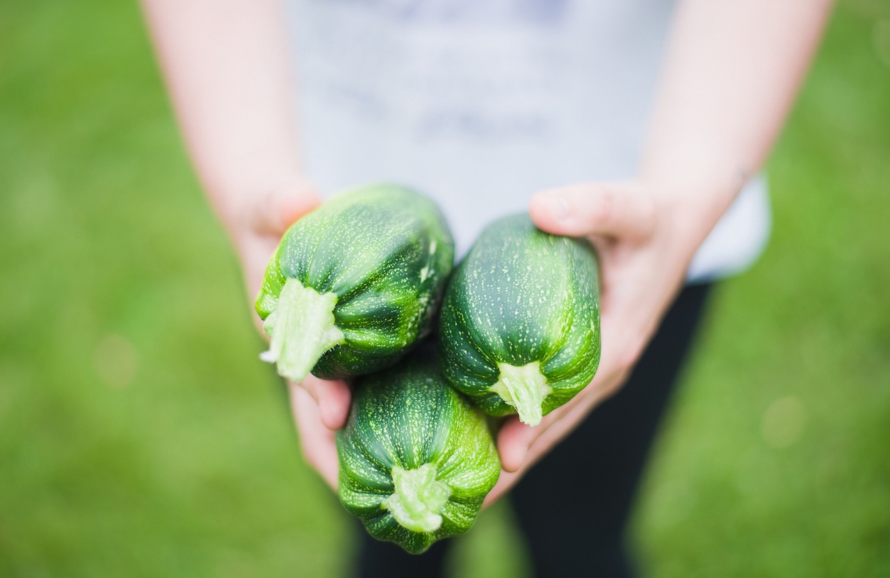 Zucchine mature nel campo, con il sole di mezzogiorno che illumina le piante verdi.