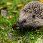 Riccio nel giardino mentre esplora tra le piante, simbolo di alleanza contro i parassiti.