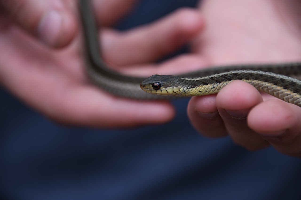 Serpente nel giardino: consigli su come gestire la presenza di serpenti.