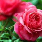 Fertilizzante naturale per rose, ideale da usare a febbraio per fiori rigogliosi e di grandi dimensioni.