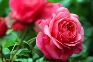 Fertilizzante naturale per rose, ideale da usare a febbraio per fiori rigogliosi e di grandi dimensioni.