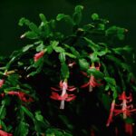 Cactus di Natale in fiore con fiori rossi su sfondo verde, simbolo di festività e decorazione natalizia.