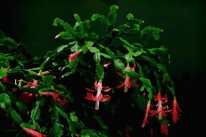 Cactus di Natale in fiore con fiori rossi su sfondo verde, simbolo di festività e decorazione natalizia.