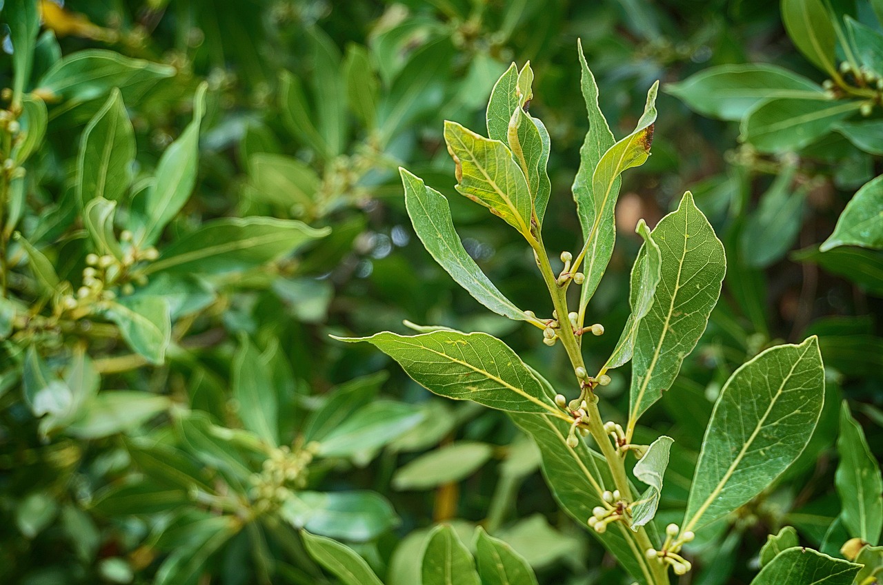 Pianta di alloro verde in giardino, simbolo di bellezza e benefici aromatici.