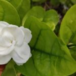 Gelsomino in fiore con concime ideale e istruzioni per la cura.