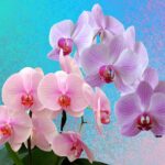 Orchidee in fiore con metodo di bagnatura innovativo per prolungare la fioritura.