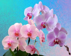 Orchidee rigogliose con radici forti, innaffiate con ghiaccio per stimolare la crescita.