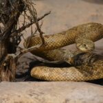 Spray per giardino potenzialmente pericoloso per la fauna selvatica, inclusi serpenti.