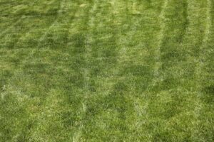 Immagine di un prato inglese curato, con un tosaerba in azione durante il primo taglio della stagione.