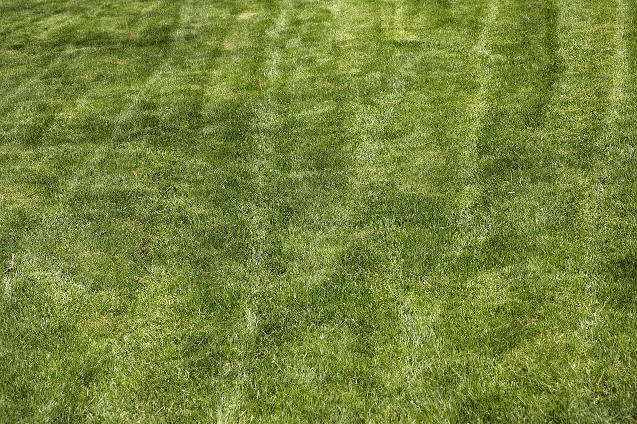 Immagine di un prato inglese curato, con un tosaerba in azione durante il primo taglio della stagione.