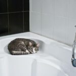 Gatto bagnato in una vasca da bagno, illustrando l'importanza di lavare il felino.