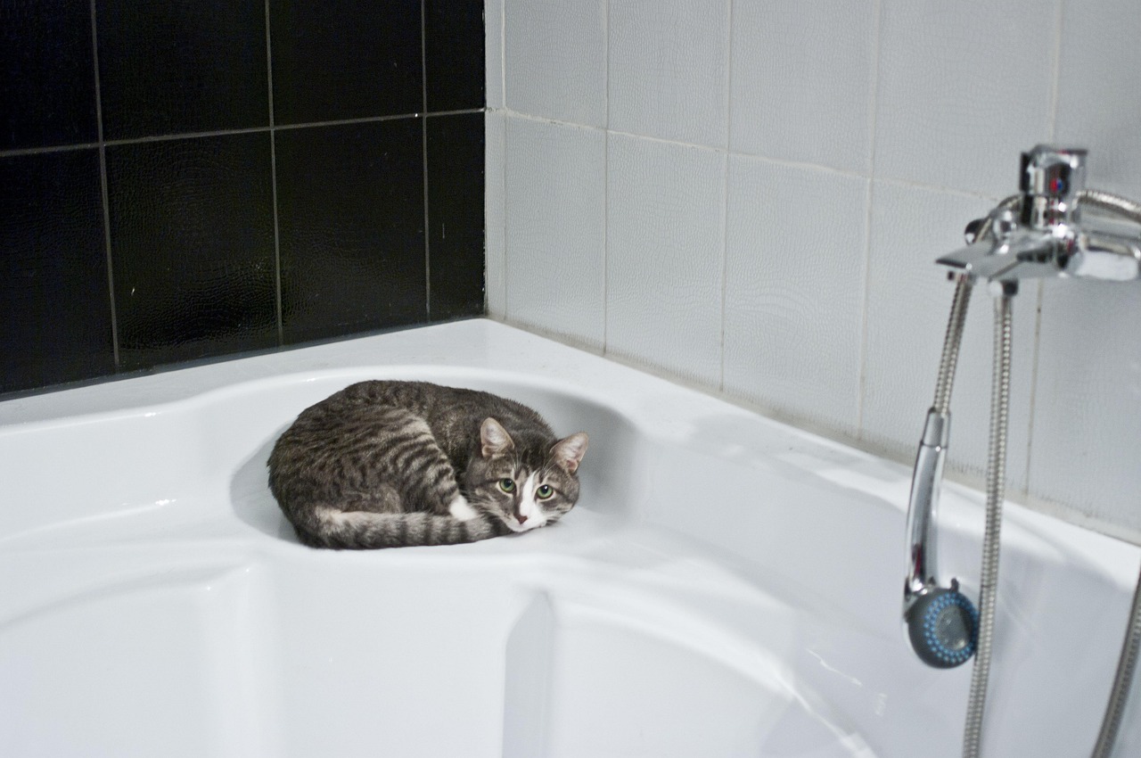 Gatto bagnato in una vasca da bagno, illustrando l'importanza di lavare il felino.