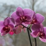 Orchidea in vaso con metodo di annaffiatura giapponese, evidenziando le tecniche e l'acqua utilizzata.