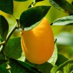 Limone in vaso con foglie ingiallite, simbolo di carenza di minerali essenziali per la crescita.