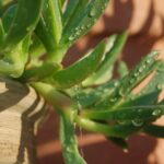 Cocciniglia su una pianta grassa, evidenziando il problema da affrontare nell'articolo.