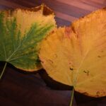 Foglia di pianta gialla con segni di ingiallimento, simbolo di problemi di salute vegetale.