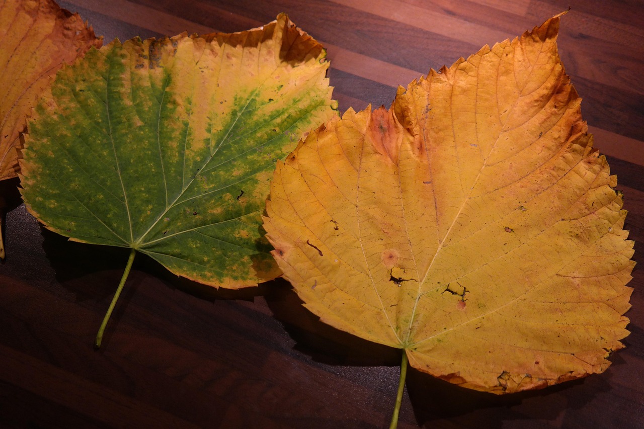 Foglia di pianta gialla con segni di ingiallimento, simbolo di problemi di salute vegetale.