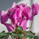 Ciclamino in vaso con foglie verdi, su un fondo che evidenzia l'umidità invernale.