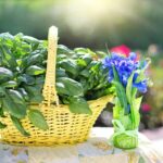 Basilico rigoglioso in un giardino, circondato da piante compatibili per una crescita ottimale.